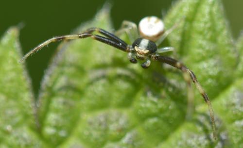 Misumena vatia